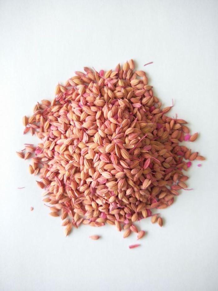 Bromadiolone Rat Poison