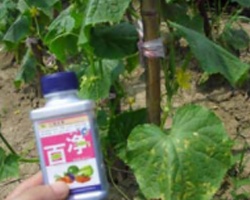 Baiclean on Prevention/Cure of Vegetable Diseases