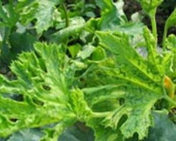 Cropshield on Preventing Root Knot Nematode